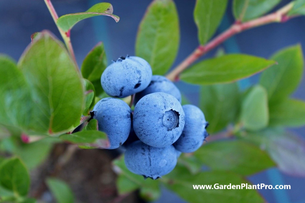 A Berry Good Guide: How To Grow Blueberries In Your Own Backyard
