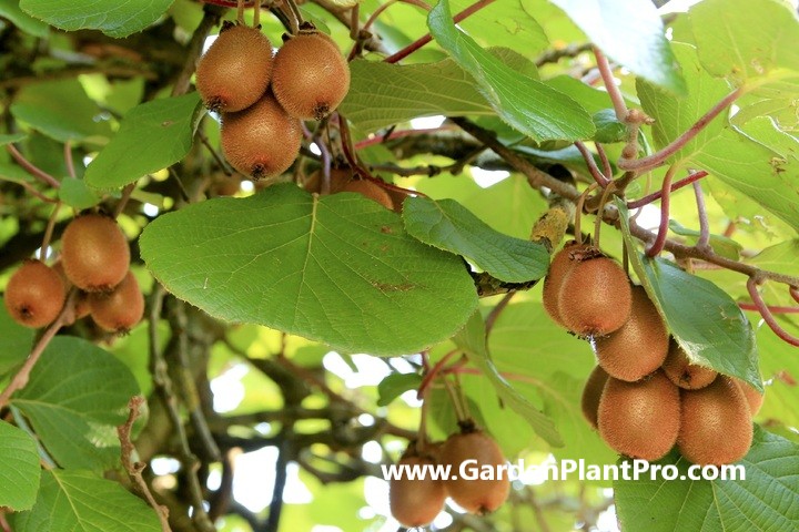 How To Grow Kiwi Fruit At Home