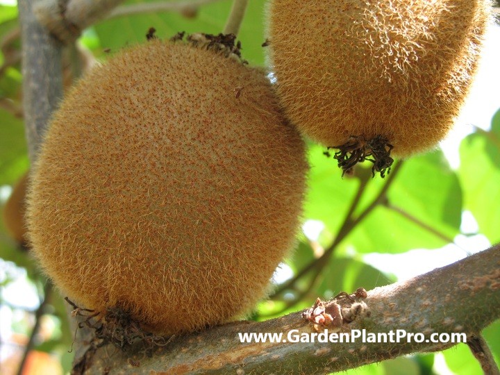 How To Grow Kiwi Fruit At Home