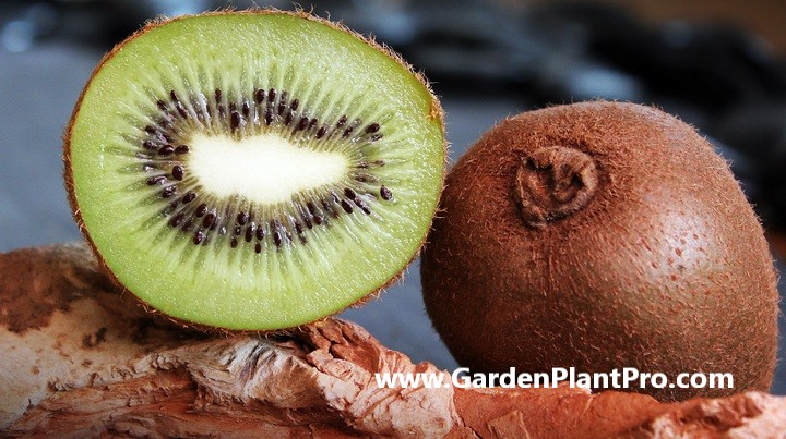 How To Grow Kiwi Fruit At Home