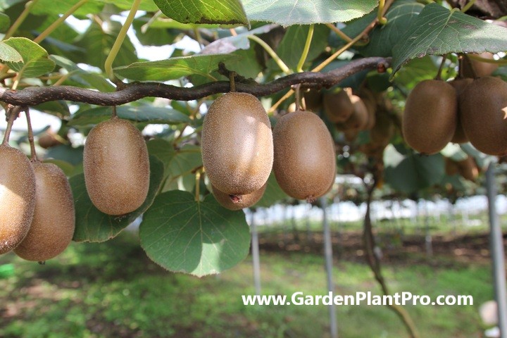 How To Grow Kiwi Fruit At Home