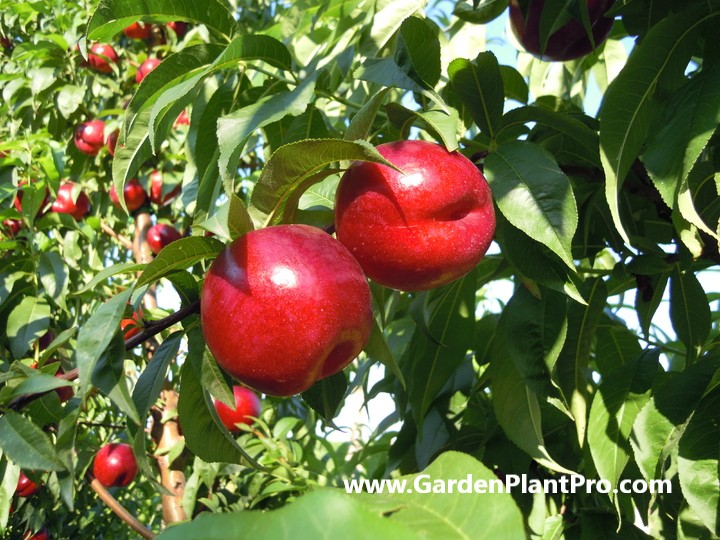 Growing and Harvesting Nectarines in Your Own Backyard