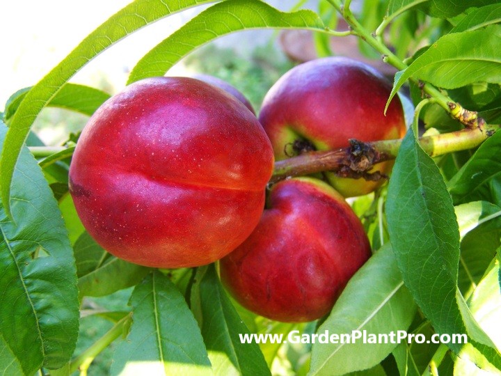 Growing and Harvesting Nectarines in Your Own Backyard