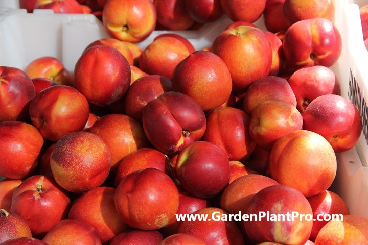 Growing and Harvesting Nectarines in Your Own Backyard