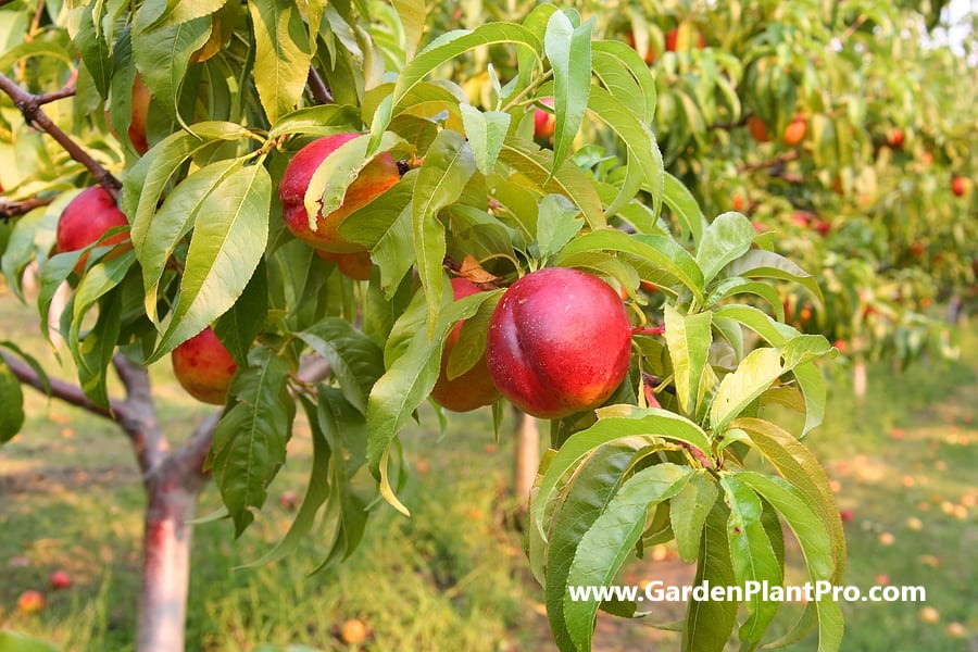 Growing and Harvesting Nectarines in Your Own Backyard