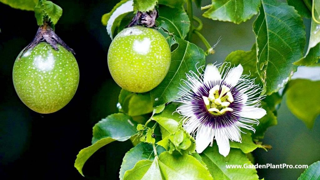 How To Grow Passionfruit At Home