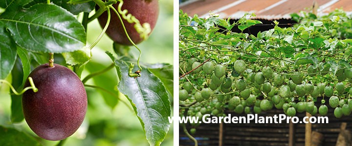 How To Grow Passionfruit At Home