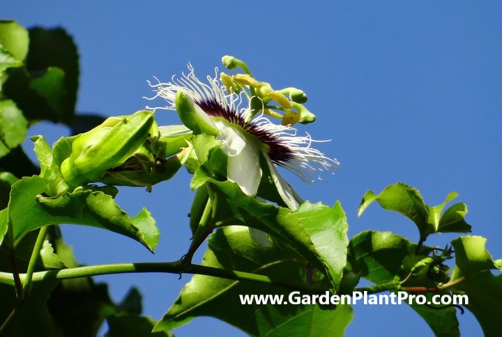 How To Grow Passionfruit At Home