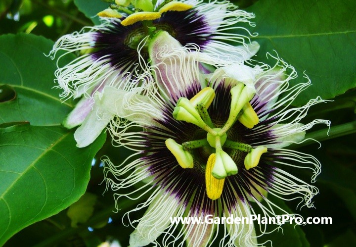 How To Grow Passionfruit At Home