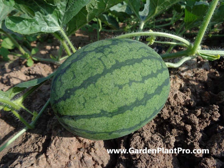 How To Grow Sweet and Juicy Watermelons Watermelons At Home