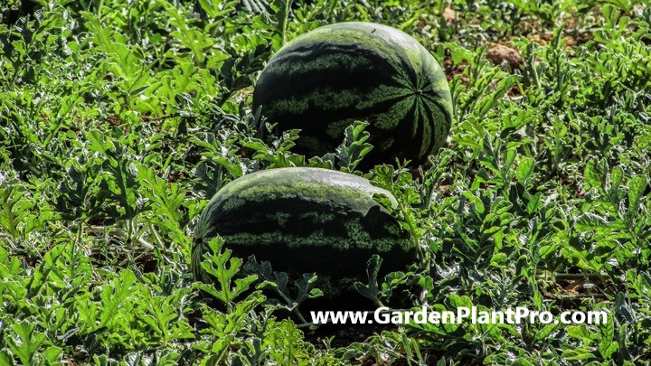 How To Grow Sweet and Juicy Watermelons Watermelons At Home