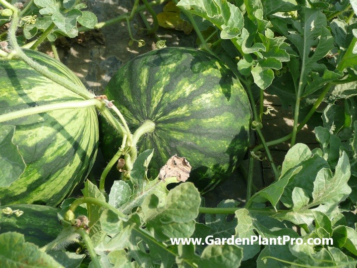 How To Grow Sweet and Juicy Watermelons Watermelons At Home