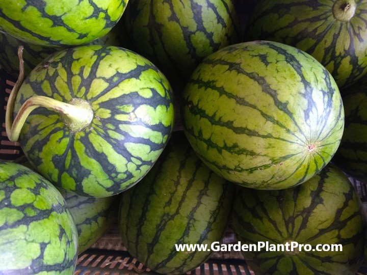 How To Grow Sweet and Juicy Watermelons Watermelons At Home