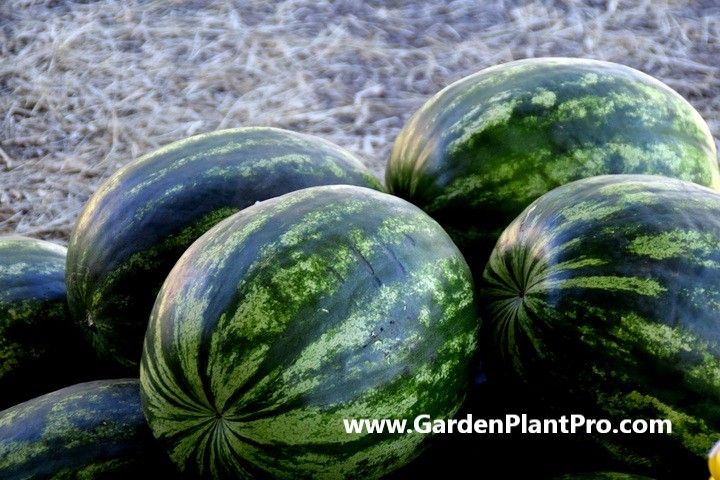 How To Grow Sweet and Juicy Watermelons Watermelons At Home