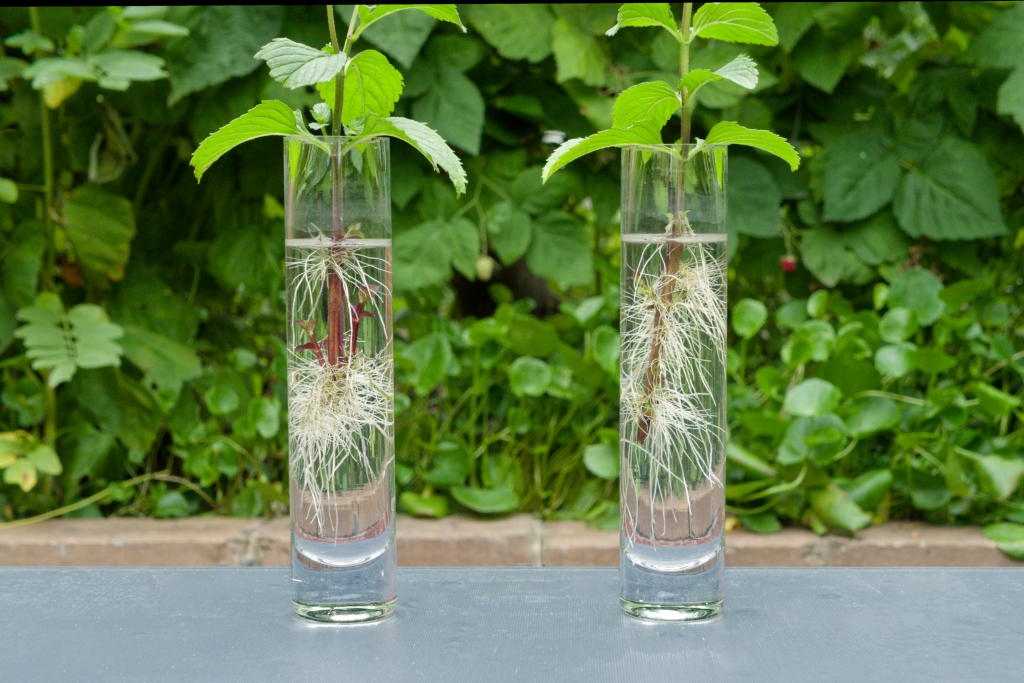Willow Water - Make Your Own Plant Rooting Hormone For Propagating Plants...
